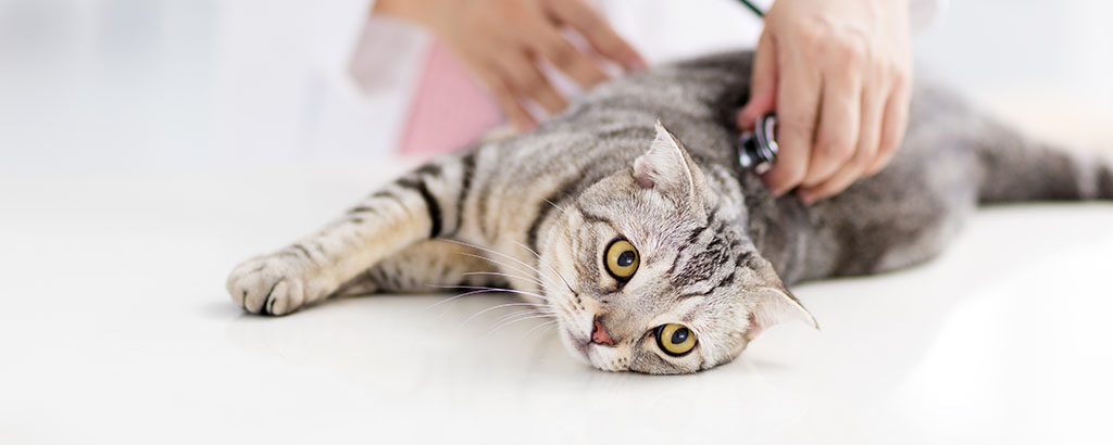 Katt ligger och blir undersökt av veterinär