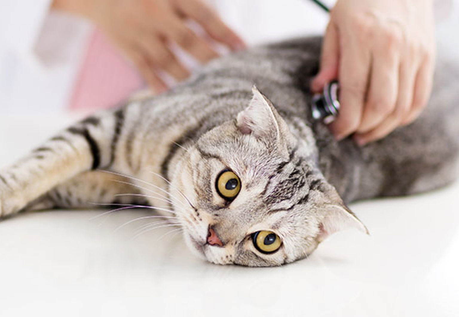 Katt ligger och blir undersökt av veterinär