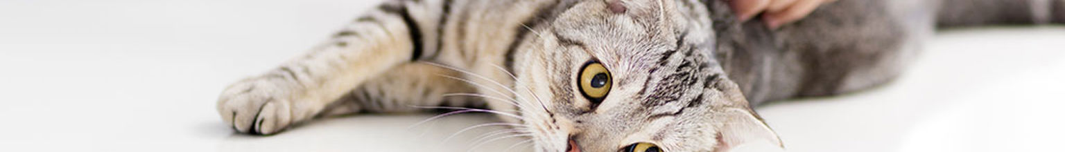 Katt ligger och blir undersökt av veterinär