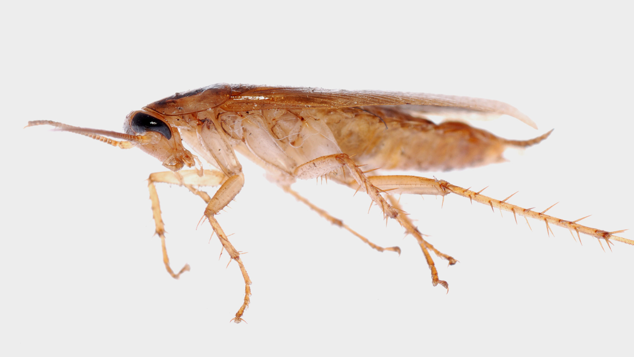 Närbild av kackerlacka