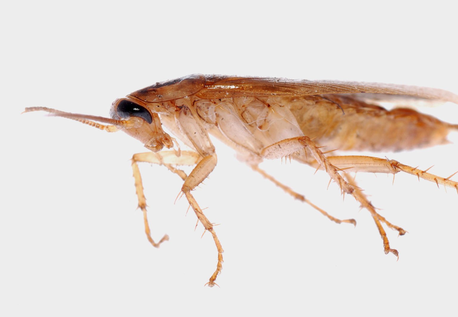 Närbild av kackerlacka