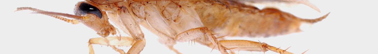 Närbild av kackerlacka