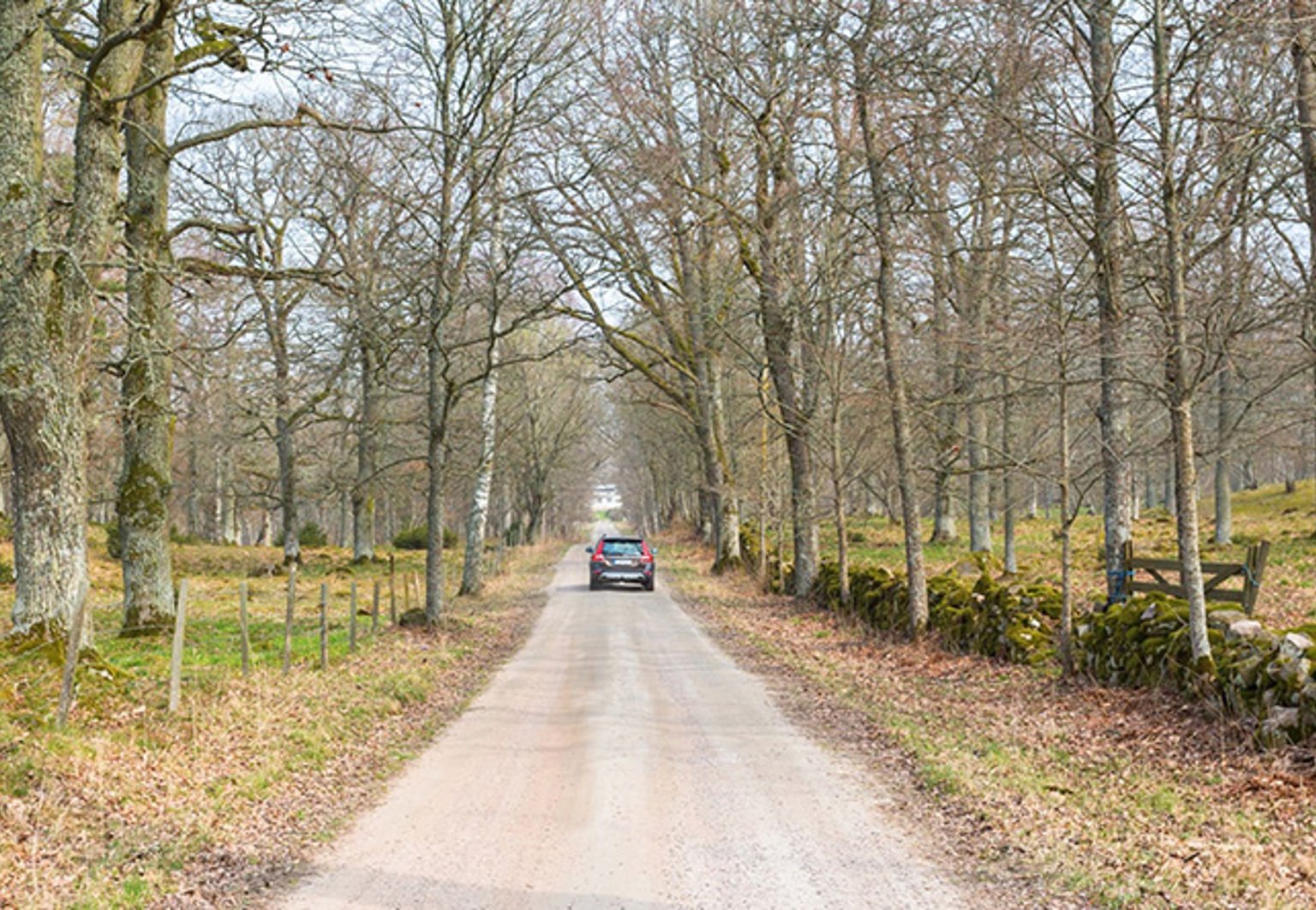bil på landsväg med träd
