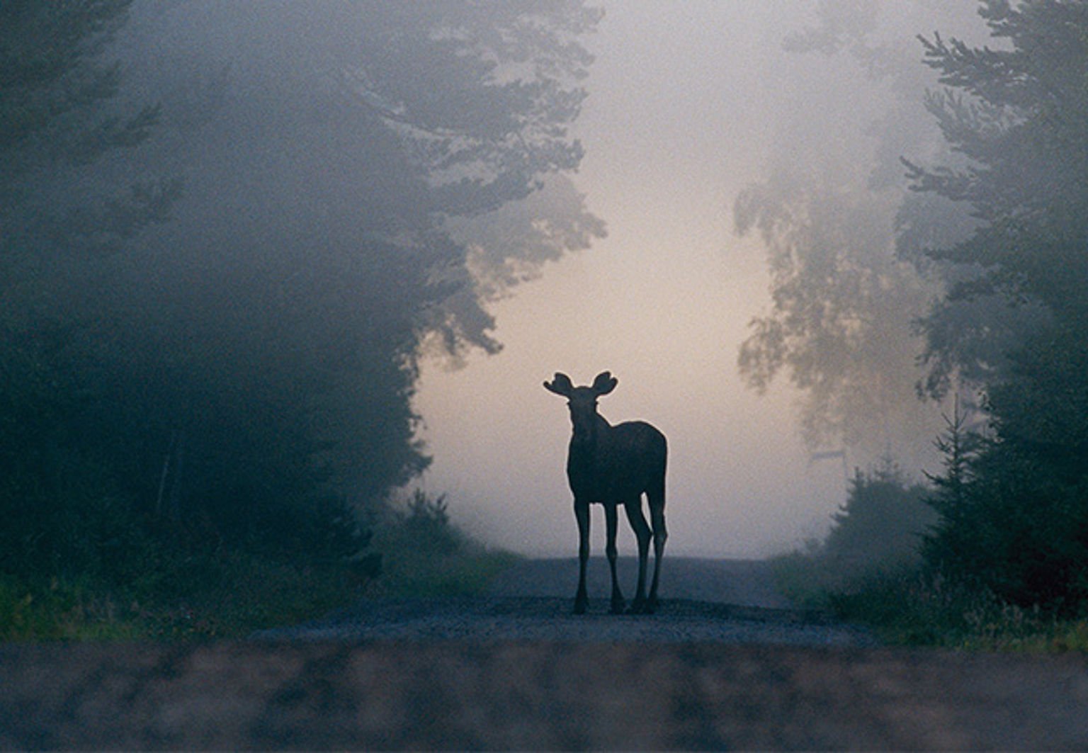 En älg står på en grusväg i skogen