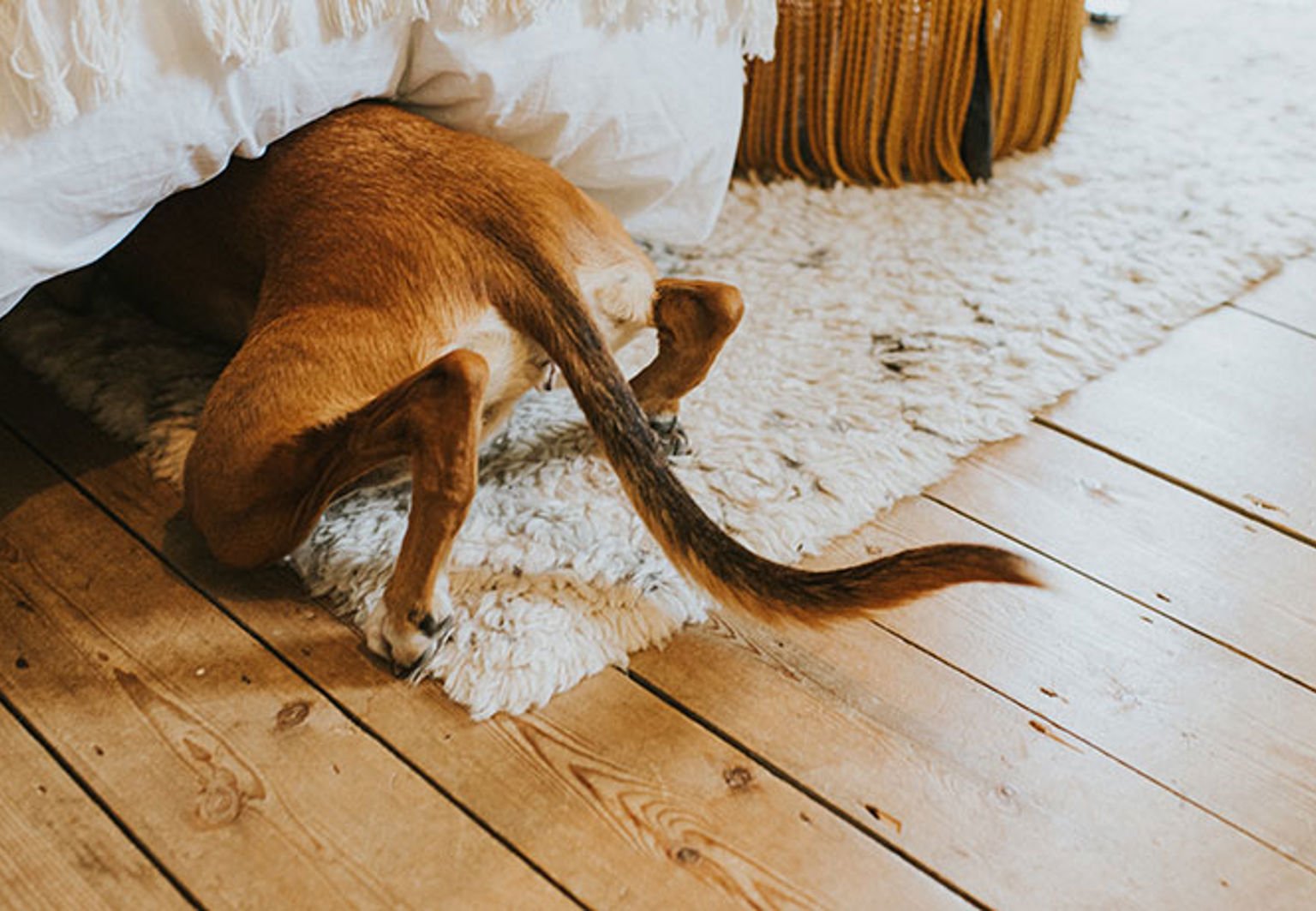 hund på väg att krypa under sängen