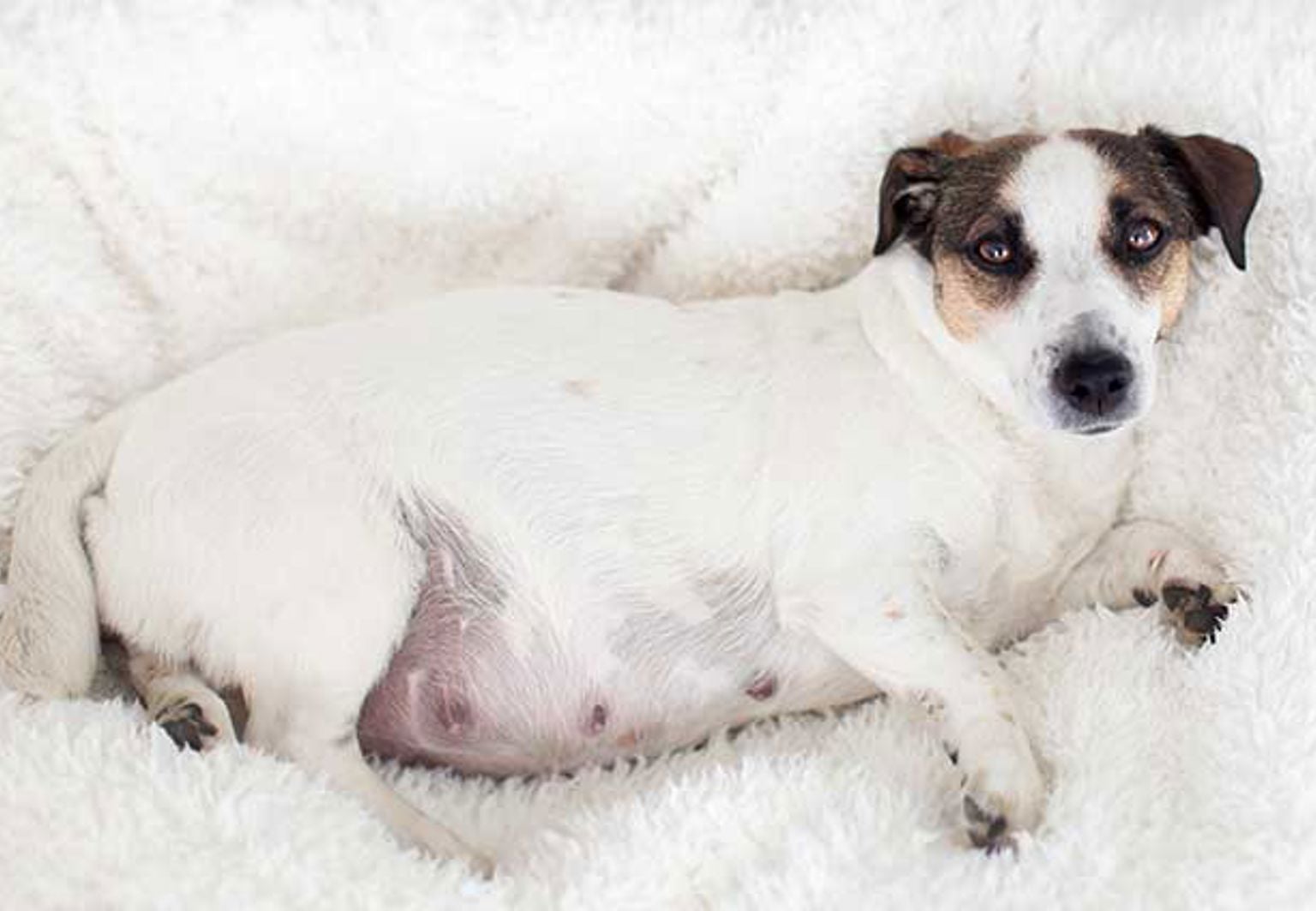 dräktig tik jack russell terrier ligger på en vit filt