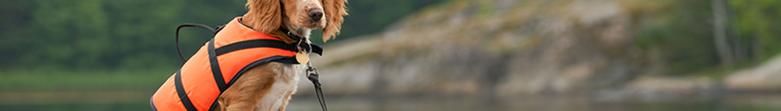 hund med flytväst på en brygga