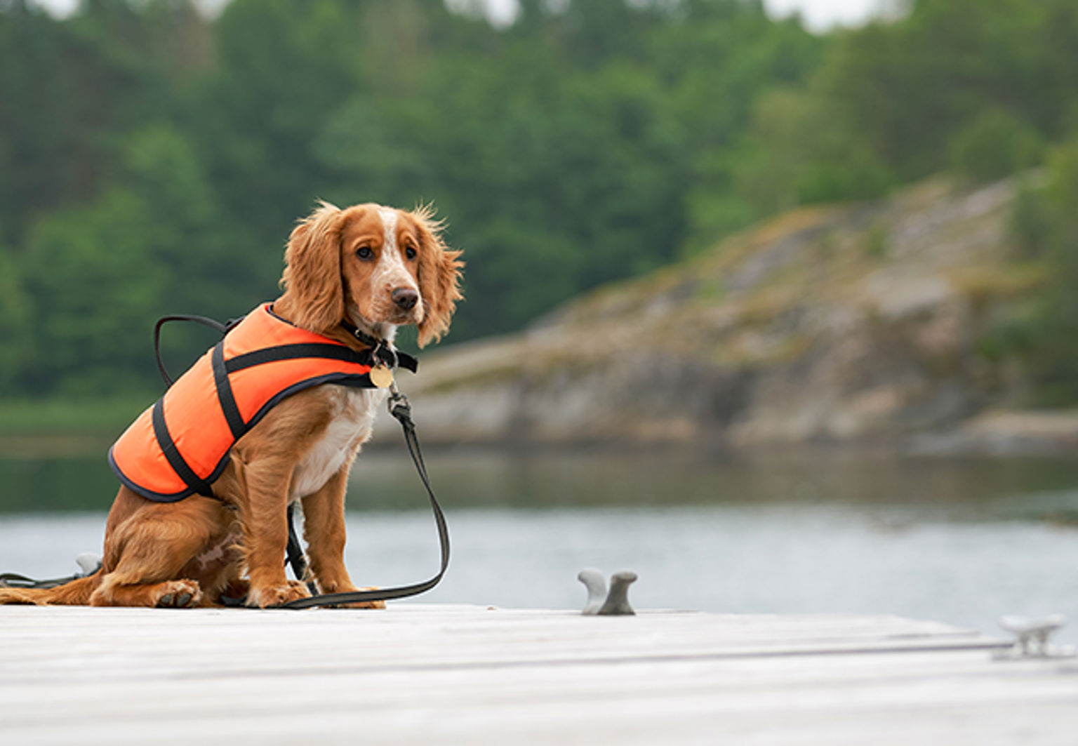hund med flytväst på en brygga