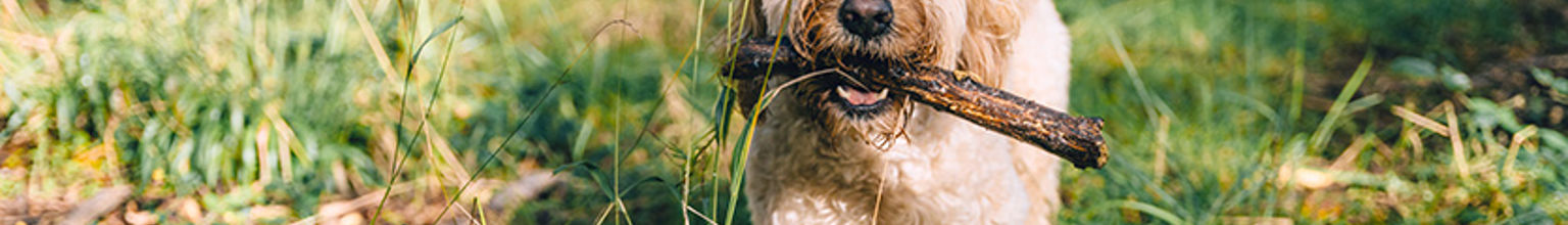 hund labradoodle bär på en pinne