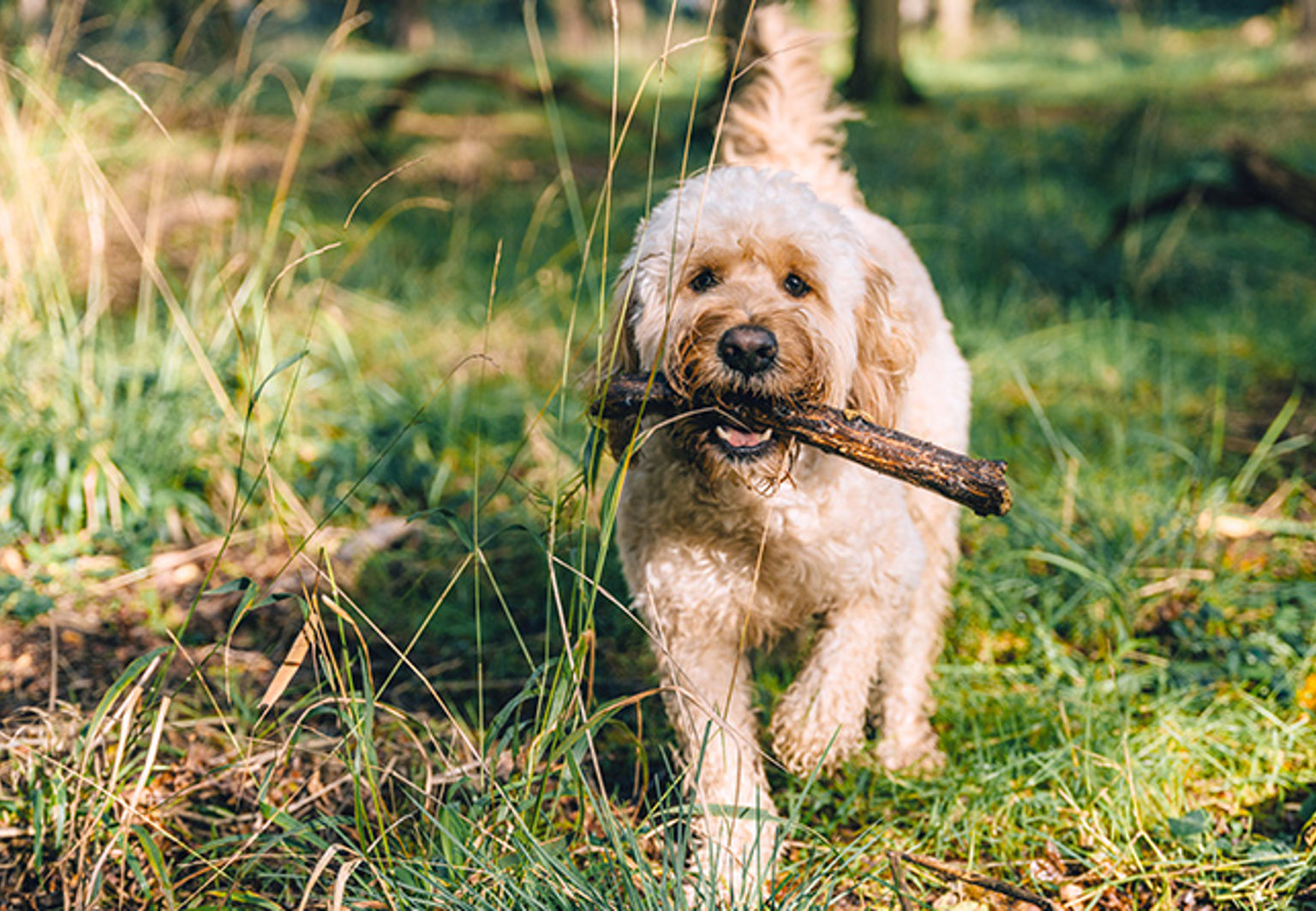hund labradoodle bär på en pinne