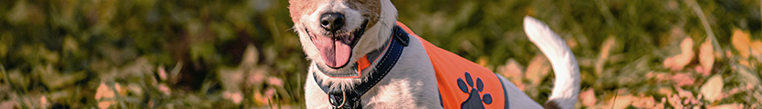 liten hund jack russell med reflexväst