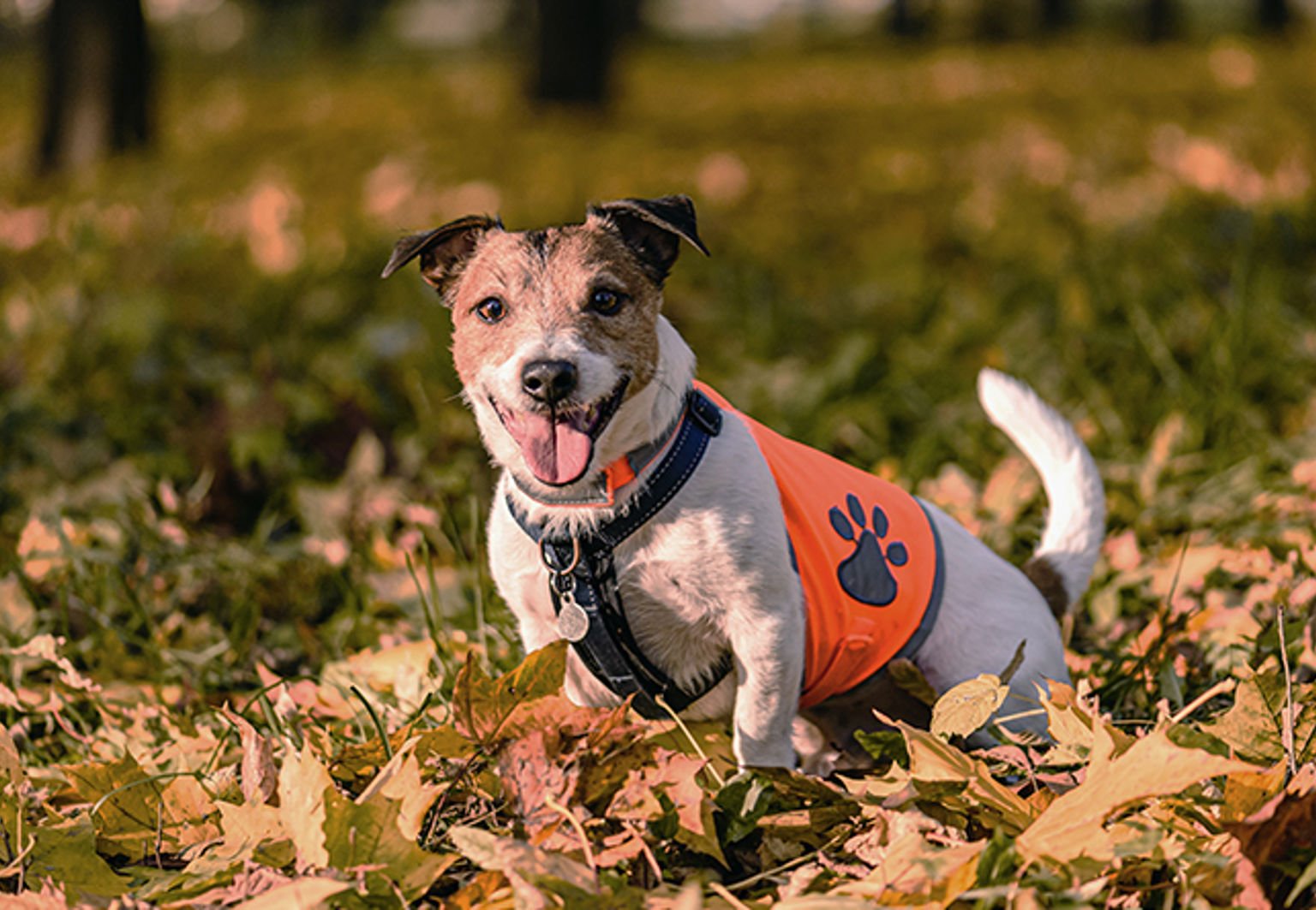 liten hund jack russell med reflexväst