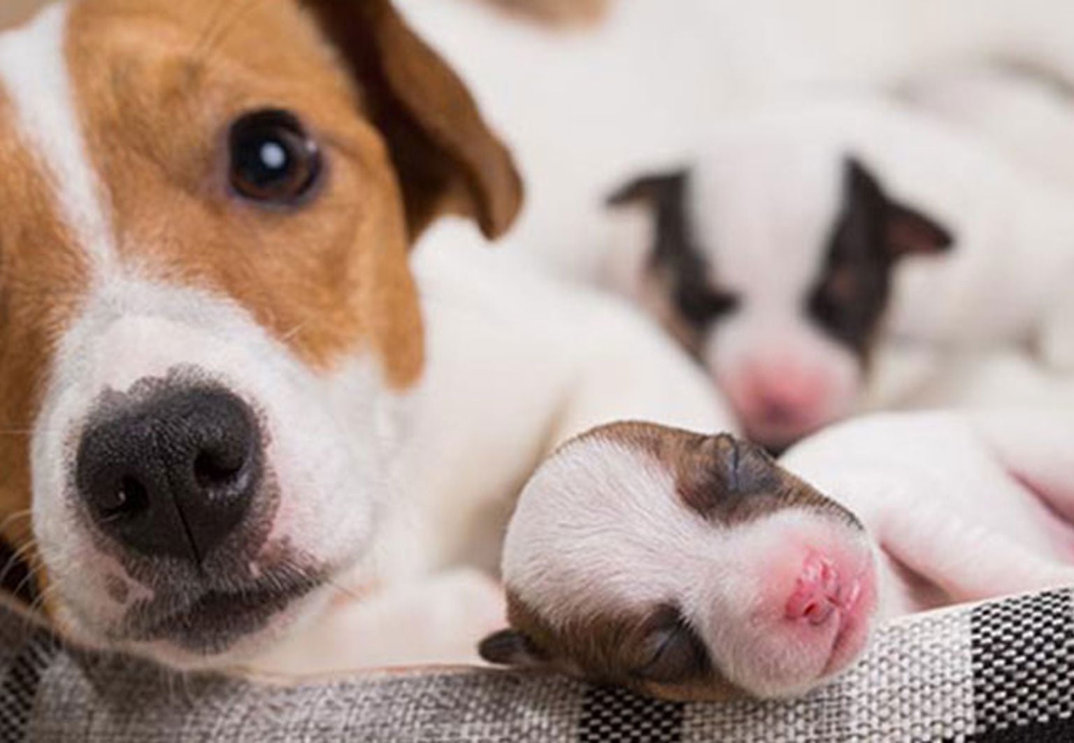 hund jack russel med sina nyfödda valpar