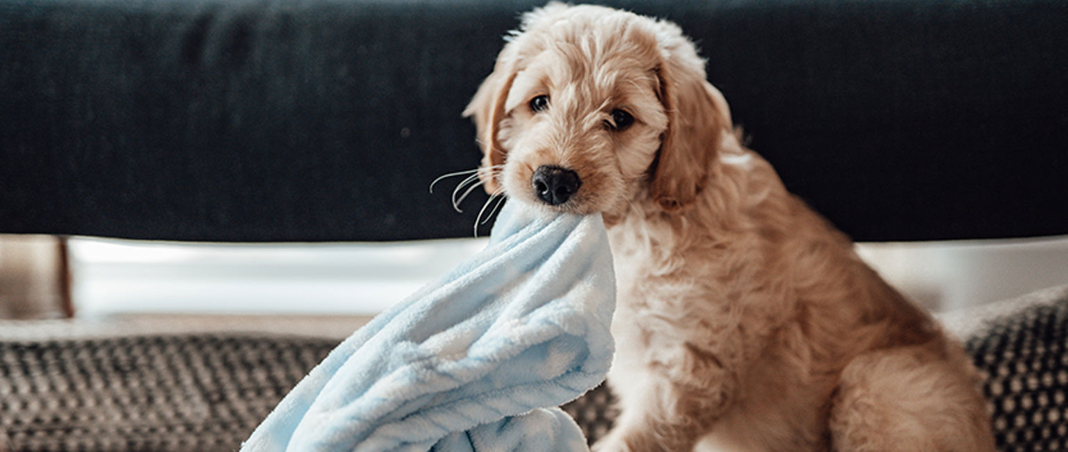 valp labradoodle biter på en filt