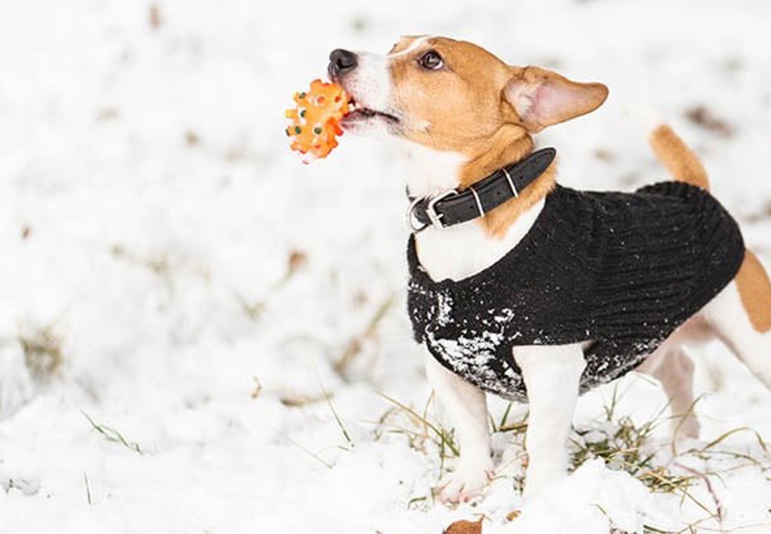 jack russell terrier med vintertäcke