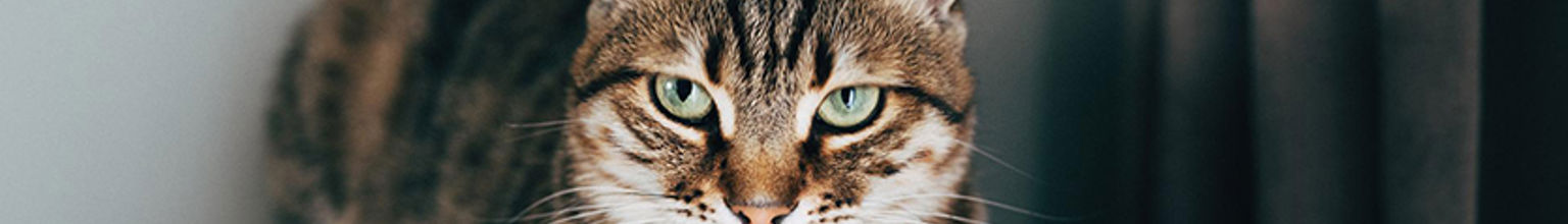 grå katt tittar mot kameran