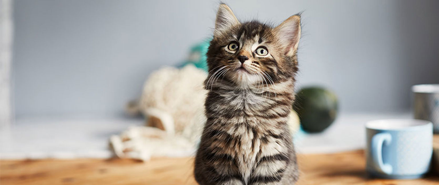 liten grå kattunge på köksbordet