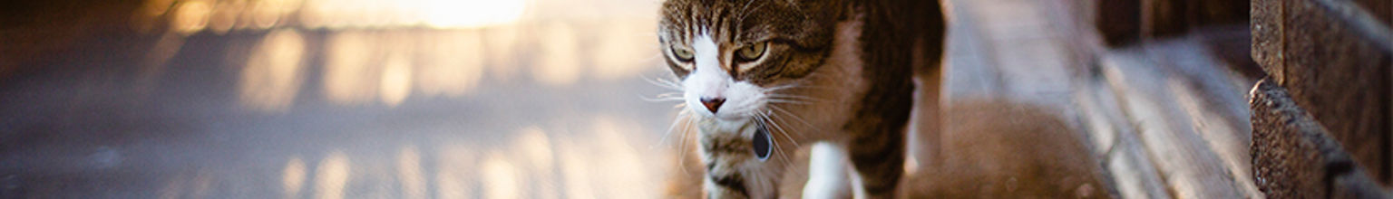 katt utanför dörren i skymning