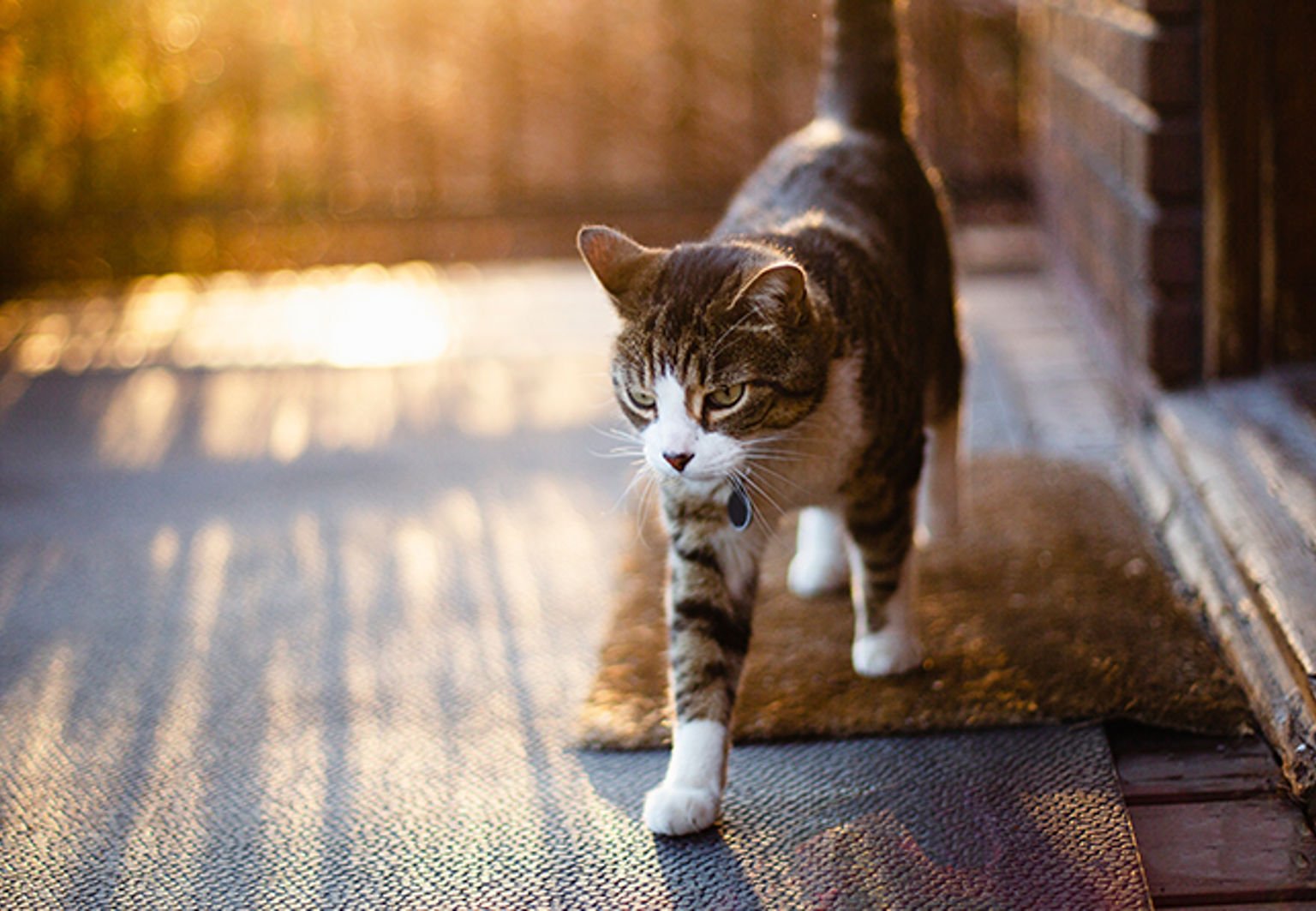 katt utanför dörren i skymning