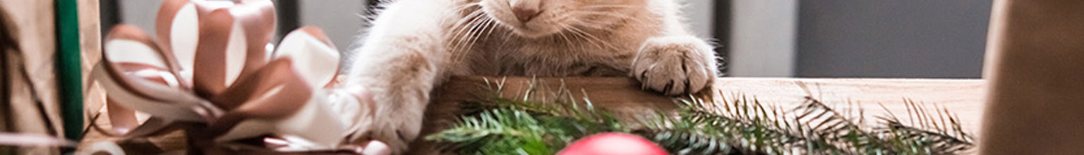 katt försöker leka med julprydnader