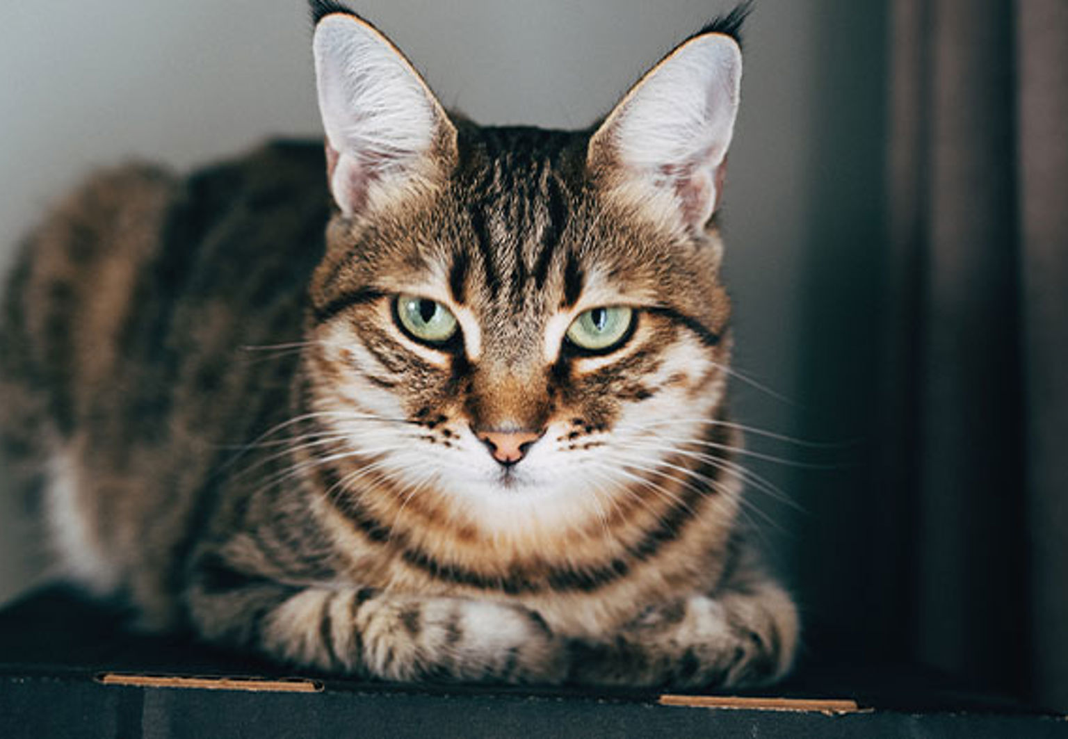 närbild på grå katt