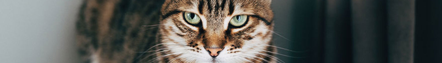 närbild på grå katt