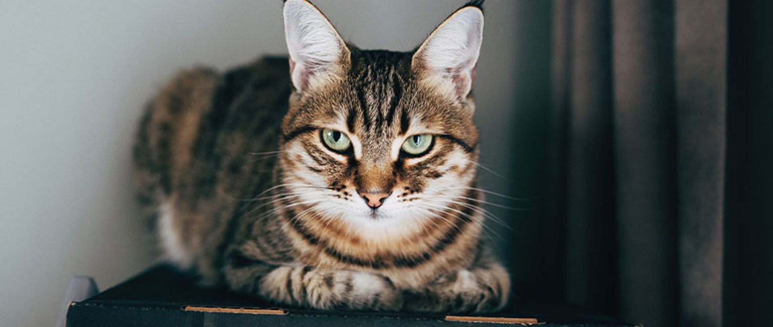 närbild på grå katt
