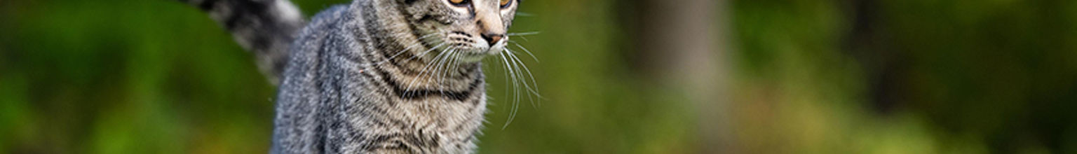 grå katt springer på gräsmatta