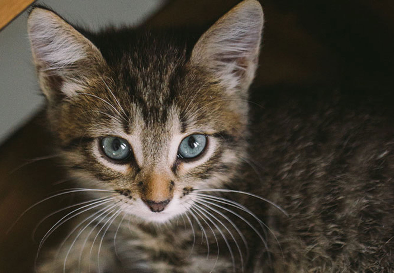 närbild på grå kattunge