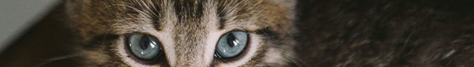 närbild på grå kattunge