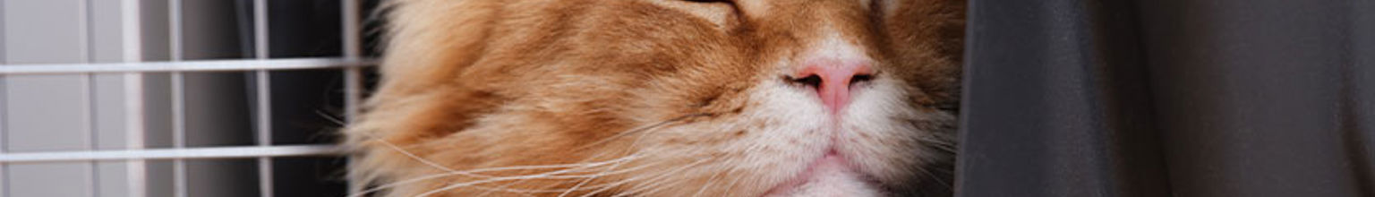 röd katt sover i en transportbur