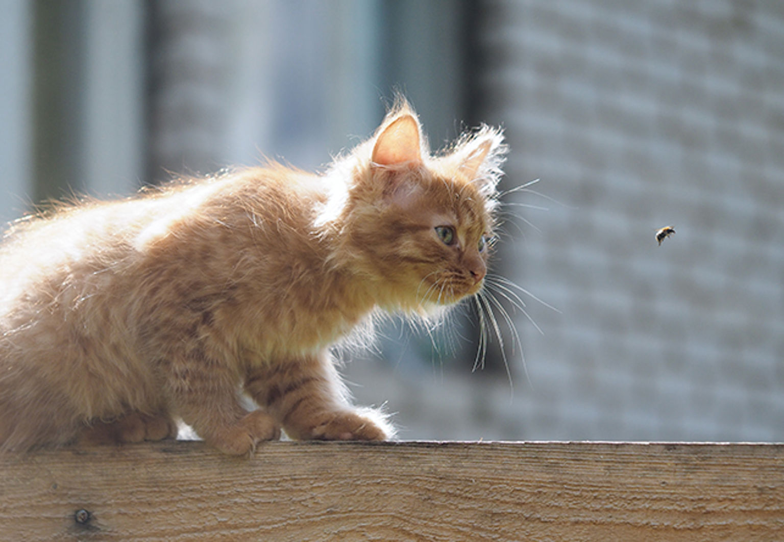 kattunge tittar på en geting
