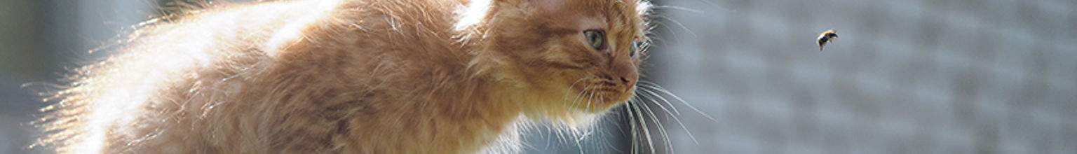 kattunge tittar på en geting