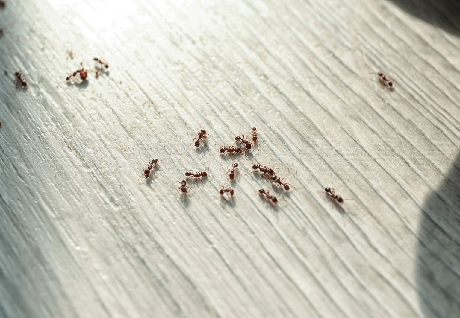 närbild myror på ett bord