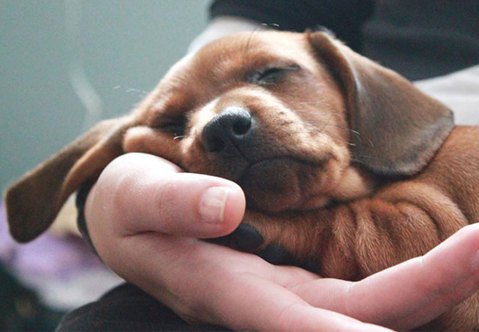 Liten valp sover i handen på matte