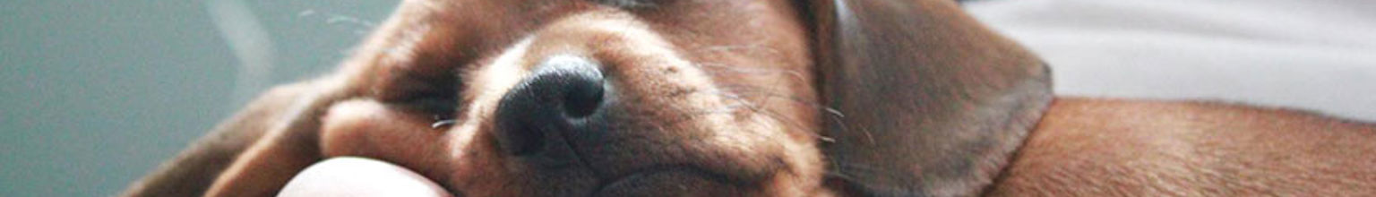 Liten valp sover i handen på matte