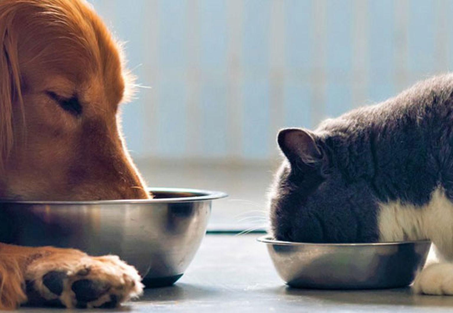 hund och katt äter från matskålar