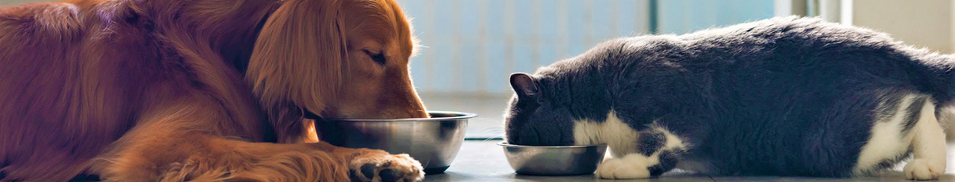 hund och katt äter från matskålar