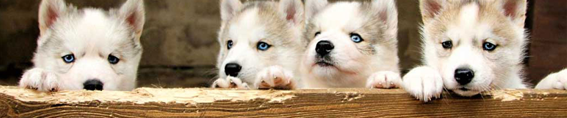 en kull med husky valpar