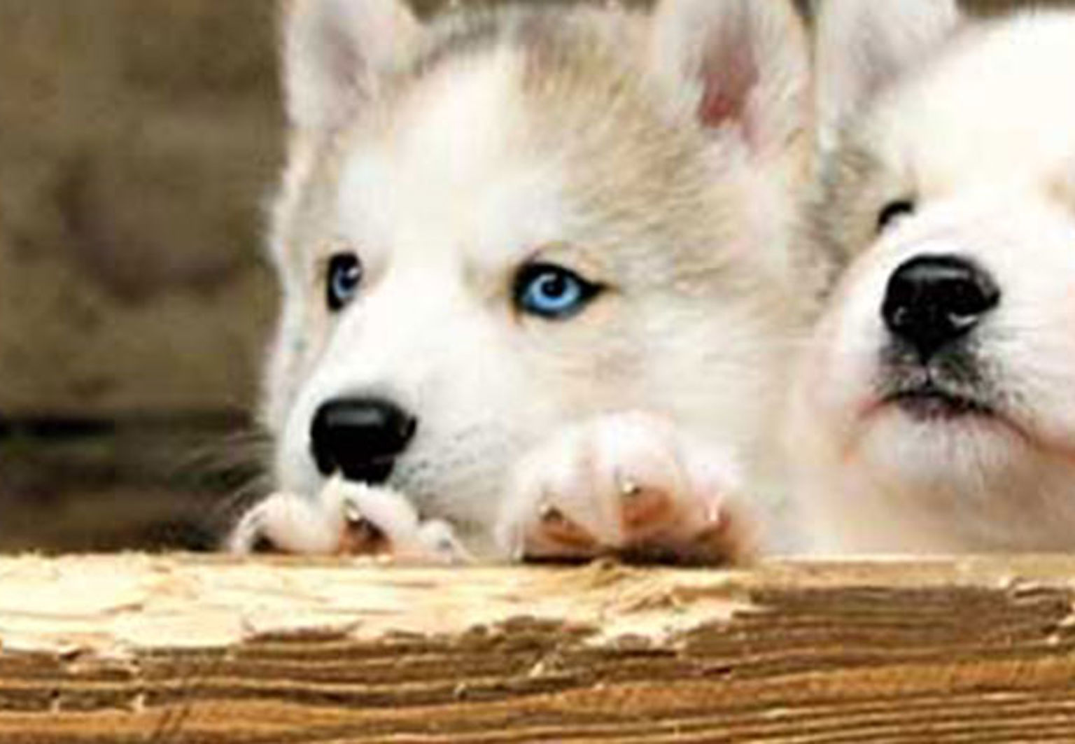 en kull med husky valpar