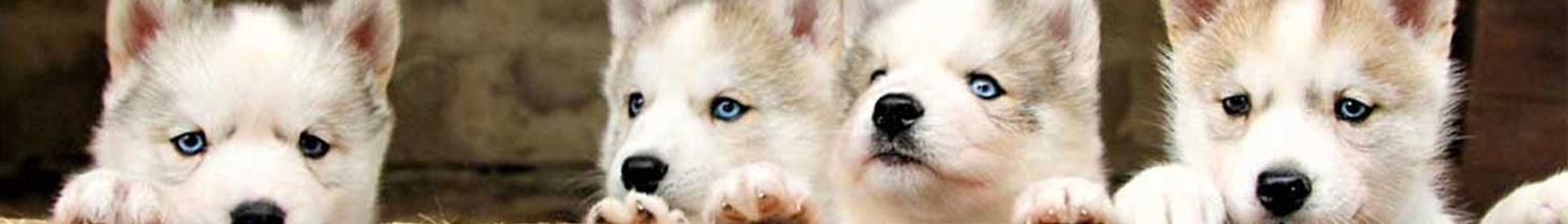 en kull med husky valpar