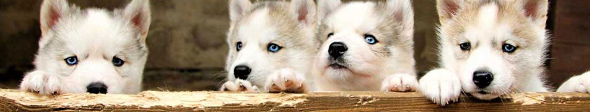 en kull med husky valpar