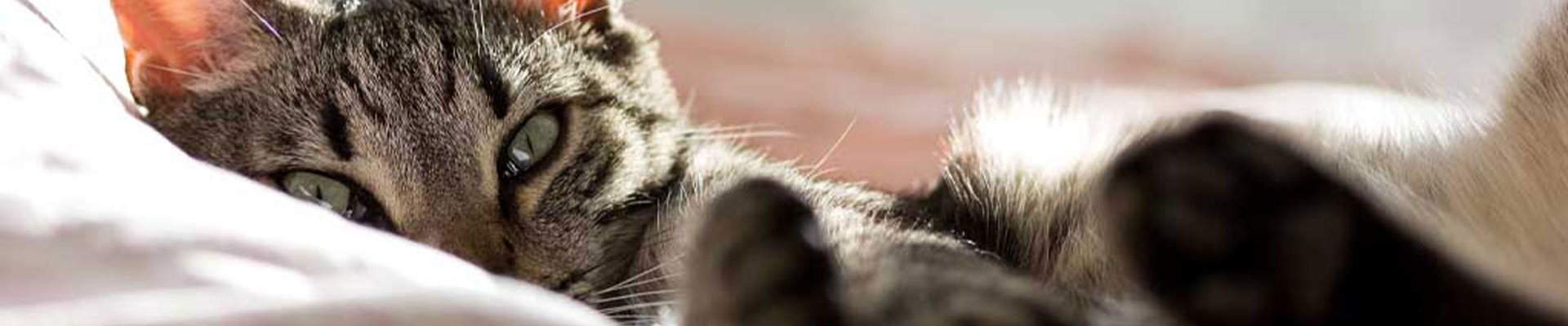 närbild på grå katt som myser