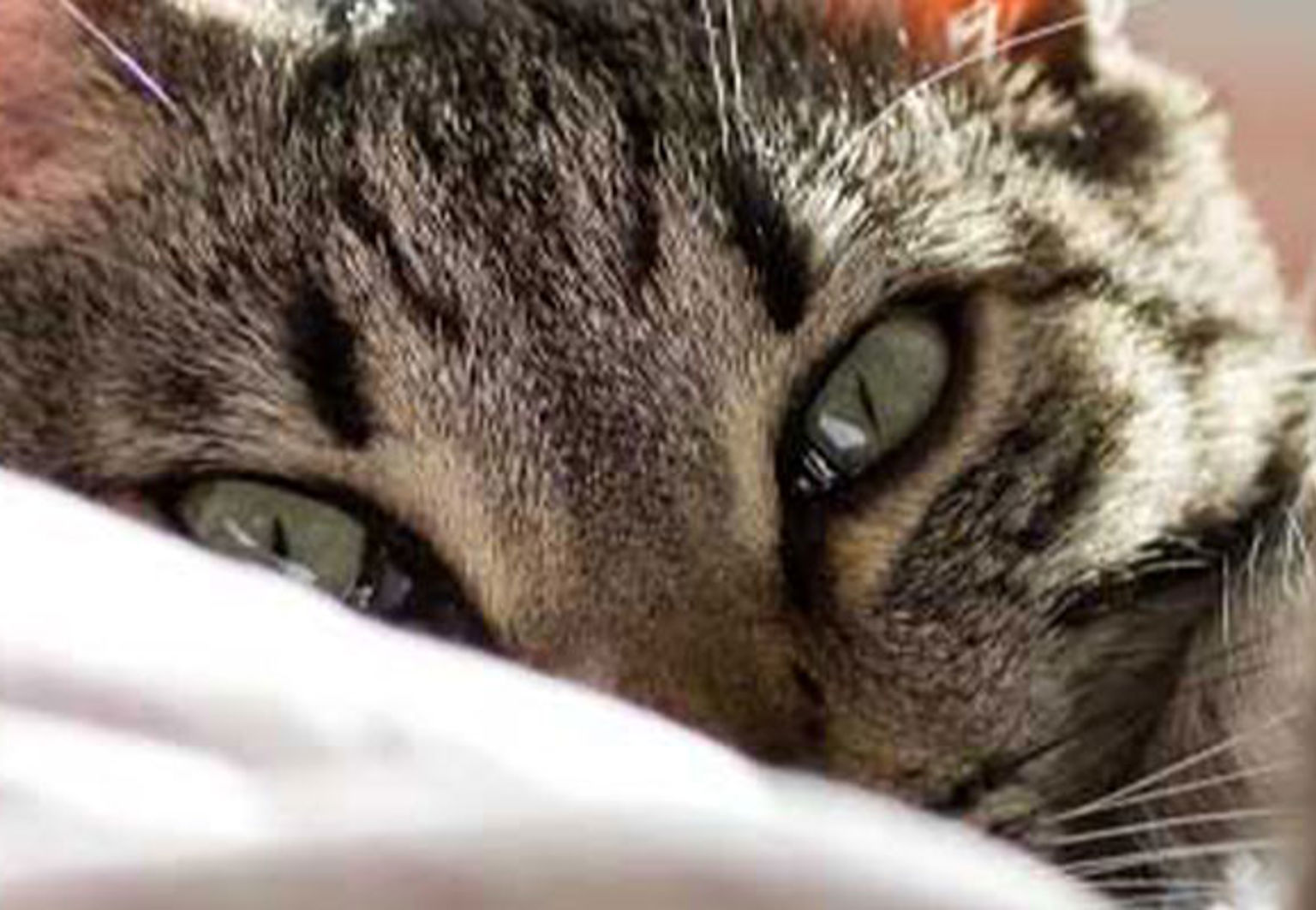 närbild på grå katt som myser