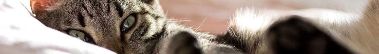 närbild på grå katt som myser