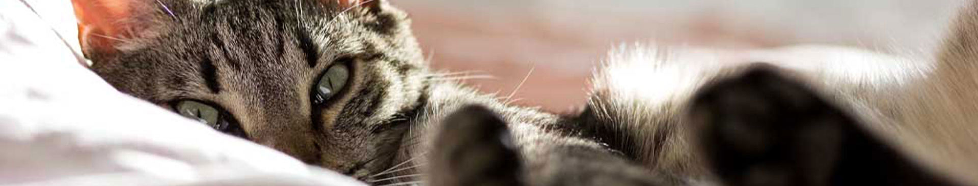 närbild på grå katt som myser