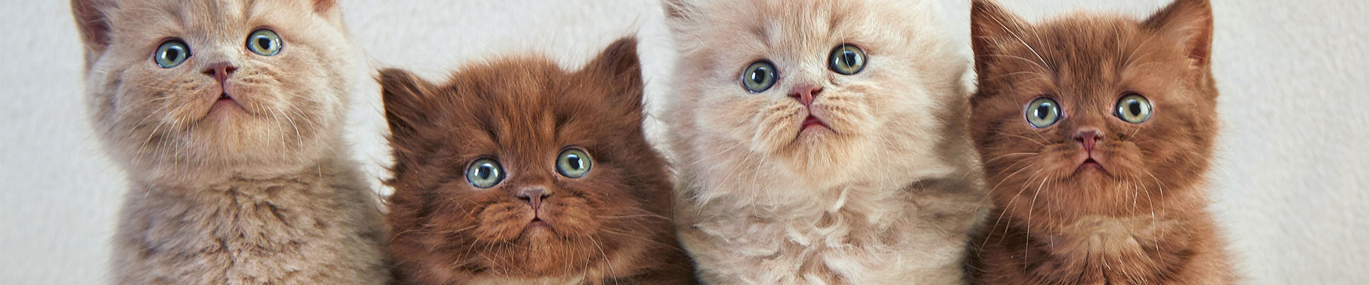 fyra gulliga kattungar tittar uppåt