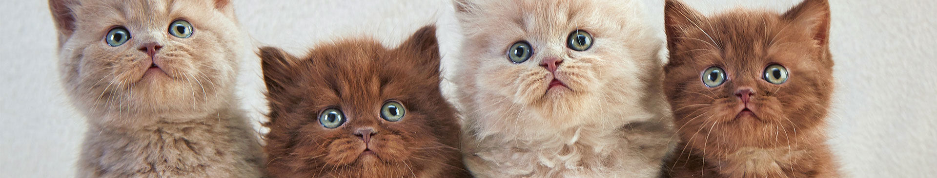 fyra gulliga kattungar tittar uppåt