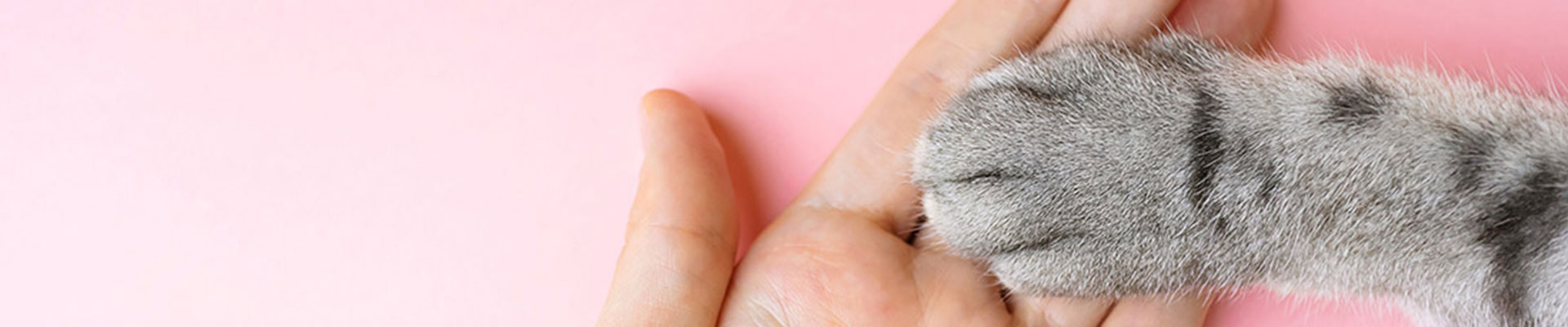 grå tass i handen på matte