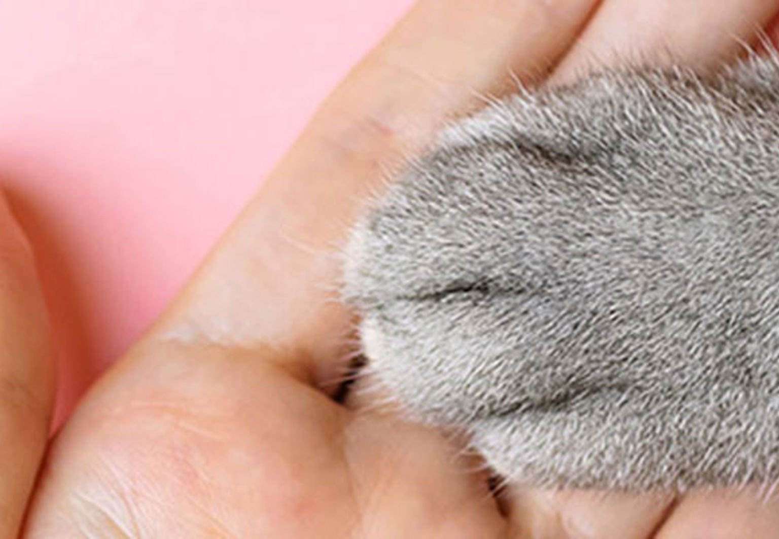 grå tass i handen på matte